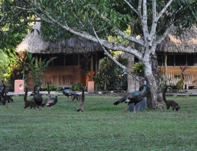 Tikal Inn -Disfruta la tranquilidad de un paraíso en medio de la Selva