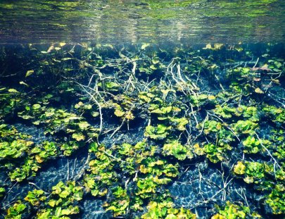 Travesías - Petén-Conoce y nada en El Cráter Azul, una reserva natural y jardín subacuático, Sayaxché Petén