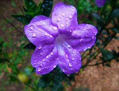 Valhalla Macadamia Project-Tour y desayuno en una finca ecológica de macadamia