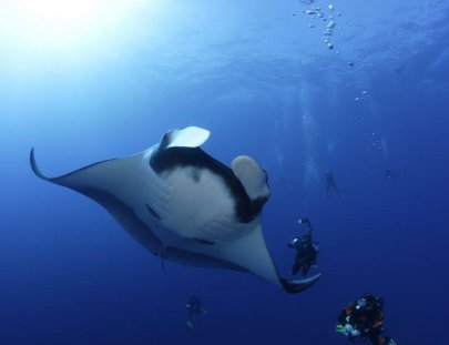 Día de Buceo Privado en Puerto Vallarta - Vallarta Under Sea
