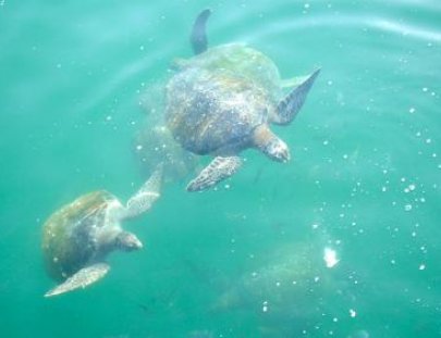 Que Hacer En Máncora-Snorkeling with turtles on Ñuro Beach