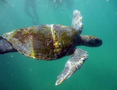Snorkeling with turtles on Ñuro Beach - Que Hacer en Máncora
