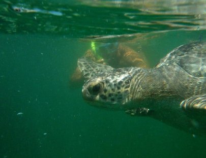 Que Hacer En Máncora-Snorkeling with turtles on Ñuro Beach