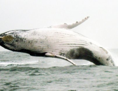 Humpback whale watching in northern peru - Pacífico Adventures