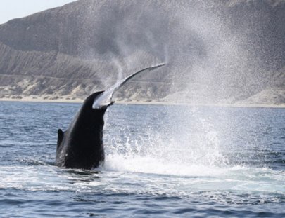 Pacífico Adventures-Humpback whale watching in northern peru