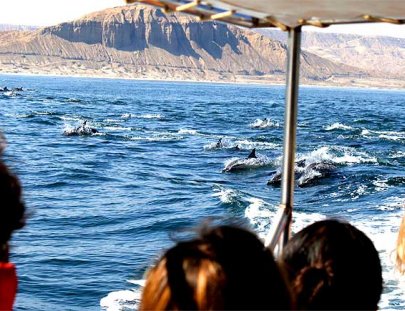 Pacífico Adventures-Coastal cruise in northern Peru