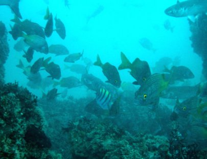 Pacífico Adventures-Coastal cruise in northern Peru