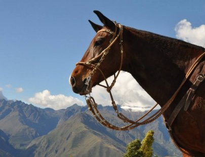 Perol Chico-2 Day Horseback ride to Cusco-Sacred Valley