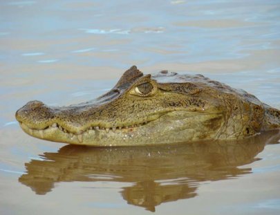 Adventure tour in the amazon Jungle - Piñero Tours