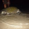 La Tortuga Verde-Eco Hotel turtle sanctuary 