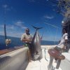 Pv Sportfishing-An action-packed day of Sport fishing 