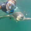 Iguana's Trips-Snorkeling with Green Turtles at the South of Peru