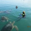 Iguana's Trips-Snorkeling with Green Turtles at the South of Peru