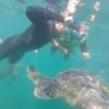 Iguana's Trips-Snorkeling with Green Turtles at the South of Peru