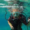 Scuba Gamma-Curso de Buceo Discovery Plus