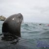 Mar Abierto Excursiones-Swimming with Sea Lions