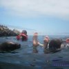 Mar Abierto Excursiones-Swimming with Sea Lions