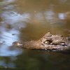 Ecoexperiencias El Salvador-Caiman Crocodile Tour in protected area