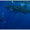 Blue H2o Cozumel-Swim with the Whale Shark and diving tour