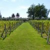 Bodega Alta Vista-Have a Picnic in the Altavista´s  vineyard 