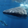 Blue H2o Cozumel-Swim with the Whale Shark and diving tour