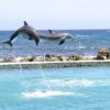 Dolphin Cove-Encuentro con un delfin en Jamaica