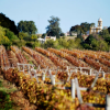 Bus Turistico Montevideo-Tour de Bodegas & Viñedos en Montevideo