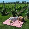 Bodega Alta Vista-Have a Picnic in the Altavista´s  vineyard 