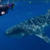 Blue H2o Cozumel-Swim with the Whale Shark and diving tour