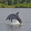 Bocas Del Toro Sailing-Sailing and Dolphin Adventure in the Caribbean