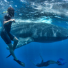 Blue H2o Cozumel-Swim with the Whale Shark and diving tour