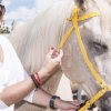 Hacienda Macanao-Cabalga en paisajes caribeños