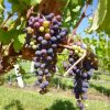 Bodega Alta Vista-Have a Picnic in the Altavista´s  vineyard 
