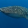 Whale Shark And Oceanic Research Center- Whale Shark encounter around  utila Bay