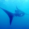 Whale Shark And Oceanic Research Center- Whale Shark encounter around  utila Bay