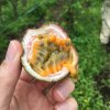 Caoba Farms-Conoce una granja orgánica y autosostenible en Antigua