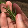 Caoba Farms-Conoce una granja orgánica y autosostenible en Antigua