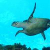 Chuchos Divers-Viajes de Buceo para todos!
