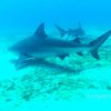 Chuchos Divers-Viajes de Buceo para todos!