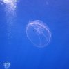 Chuchos Divers-Viajes de Buceo para todos!