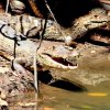 Ecoexperiencias El Salvador-Caiman Crocodile Tour in protected area
