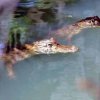 Ecoexperiencias El Salvador-Caiman Crocodile Tour in protected area