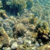 Ecoexperiencias El Salvador-Hard Coral Snorkeling in Sonsonate Beaches