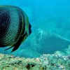 Ecoexperiencias El Salvador-Hard Coral Snorkeling in Sonsonate Beaches