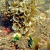 Ecoexperiencias El Salvador-Hard Coral Snorkeling in Sonsonate Beaches
