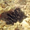 Ecoexperiencias El Salvador-Hard Coral Snorkeling in Sonsonate Beaches