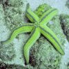 Ecoexperiencias El Salvador-Hard Coral Snorkeling in Sonsonate Beaches