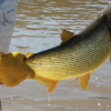 Argentina Anglers-Catch the Golden Dorado in the Paraná River