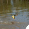 Argentina Anglers-Catch the Golden Dorado in the Paraná River