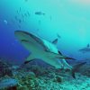 Reef Gliders-Diving with sharks on the reef around bay islands